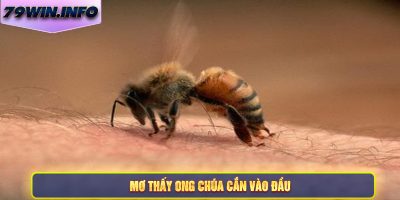 Mơ thấy ong chúa cắn vào đầu