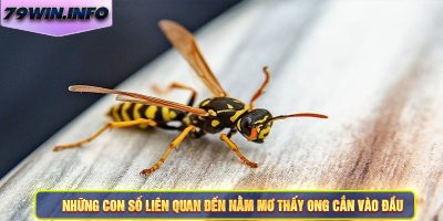 Những con số liên quan đến nằm mơ thấy ong cắn vào đầu