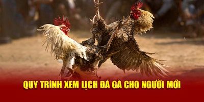 Quy trình xem lịch đá gà cho người mới