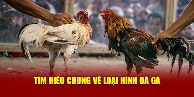 Tìm hiểu chung về loại hình đá gà