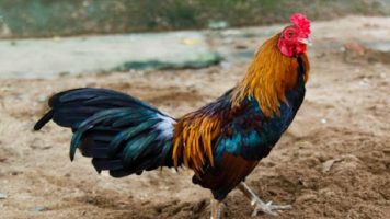 Đặc điểm nổi bật của gà đòn nòi giúp chúng được chú ý