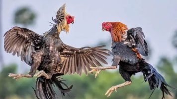 Kinh nghiệm chọn gà đòn nòi chất lượng từ sư kê lâu năm