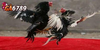 Có nên tin tưởng chơi đá gà tại GA6789?