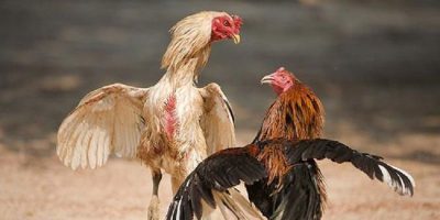 Quan sát kỹ năng và chiến thuật thi đấu