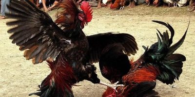 Những lưu ý quan trọng khi chơi đá gà cựa sắt