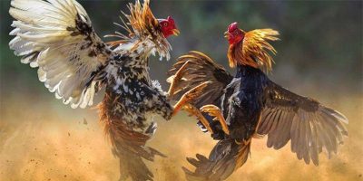 Đá gà nói được hiểu ra sao?