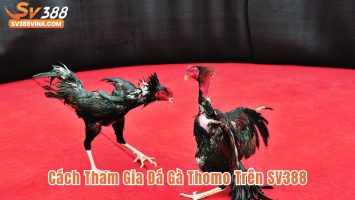 Trải Nghiệm Đá Gà Thomo Tại SV388 Thật Như Sới Gà
