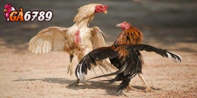 Mẹo vàng chơi GA6789 thắng lớn khiến ai cũng mê