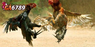 Một vài lưu ý anh em nên nắm khi chơi đá gà