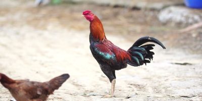 Đa dạng hết loại cược