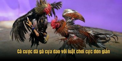Cá cược đá gà cựa dao với luật chơi cực đơn giản