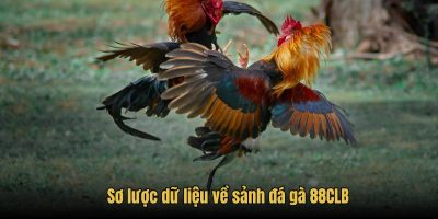 Sơ lược dữ liệu về sảnh đá gà 88CLB