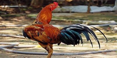 Đá gà OK9 có giao diện cược 1 lần là mê