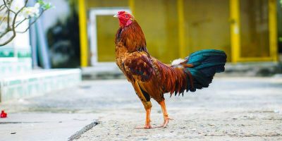 Đá Gà Ok9 – Nơi Giải Trí Hàng Đầu Cho Người Yêu Thích Cược