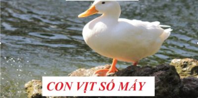 Bí kíp chọn số chính xác nằm mơ thấy vịt